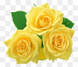 Yellow Roses Png By Melissa - Yellow Roses Png