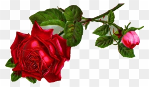 Stock Rose Flower Image - Vintage Red Rose Clip Art