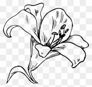 Flower Bloom Plant Lily Nature Calla Tattoo - Flower Coloring Pages For ...
