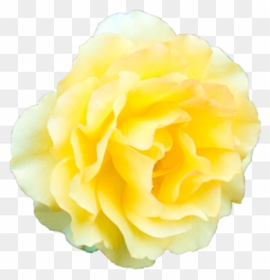 Image - Yellow Rose Transparent Background