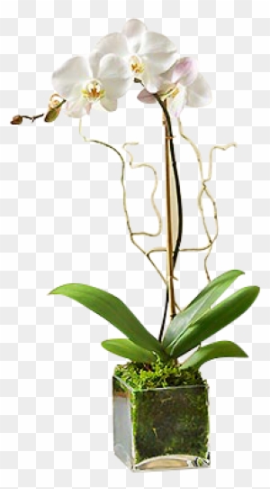 White Orchid Plant - White Phalaenopsis Orchid - Flowers By 1-800 Flowers