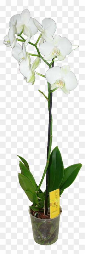 Фаленопсис Ван Гель Микс Белый - Moth Orchid