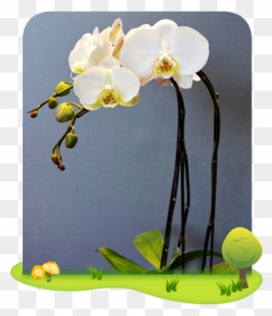 Orchids Continuous Efforts Were Made By The Department - Moth Orchid