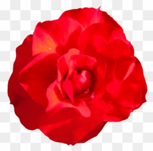 Head Of Singel Red Red Rose, Rosa Goldmarie Clipart - Garden Roses