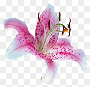 Lily Flower Png By Frozenstocks - Lily Flower Round Ornament