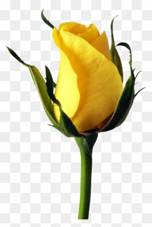 This High Quality Free Png Image Without Any Background - Yellow Rose Png Transparent