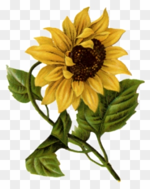 I Found These Fantastic Free Labels At Http - Happy Mothers Day Sunflowers