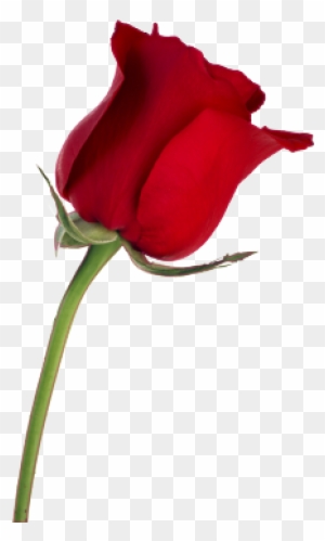 Desktop Wallpaper Rose Stock Photography Flower - Red Rose On Transparent Background