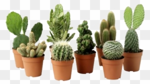 Cactus Plant Png Clipart - Cactus Plant Png