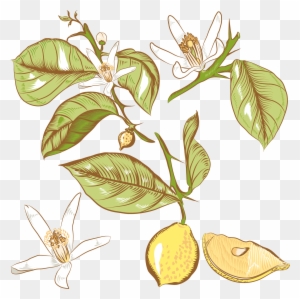 Lemon Flower Drawing Royalty - Lemon Tree Png Арт