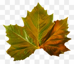Several Fall Leaves Clipart - Maple Leaf