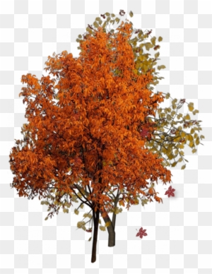 Belle - Fall Tree Png
