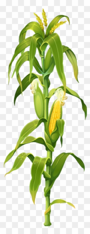 Maize Corn On The Cob Plant Drawing Clip Art - Corn Stalk