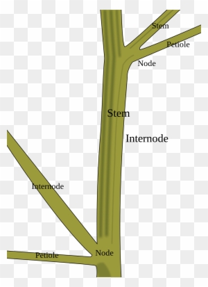 Plant Stem Clipart - Stem Of A Plant