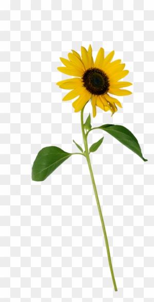 Sunflower Single Png Stock 0318 Copy By Annamae22 - Single Sunflower Flower Png