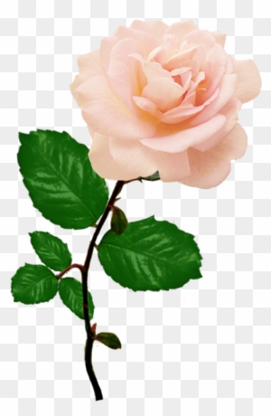 Beautiful Red Rose Png, Single Pink Rose Png - Single Pink Rose Png