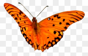Flying Pink Bird Picture, Clip Art Orange Butterfly - Orange Butterfly Clipart Png