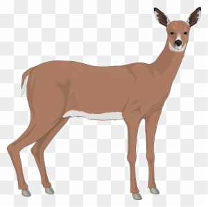Doe Deer Clip Art