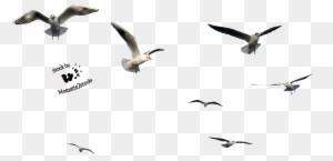 Flying Bird Gif Transparent - Birds Cut Out Png