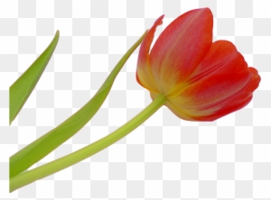 Tulip, Blossom, Bloom, Flower, Spring, Plant, Nature - Flower