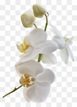 Tubes Fleurs / Branches Fleuries - Весенние Цветы На Белом Фоне Фото