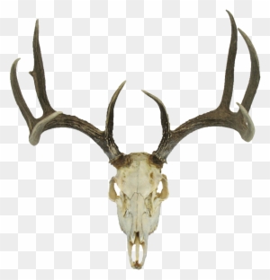 Deer Skull - Google Search - Deer Skull With Antlers