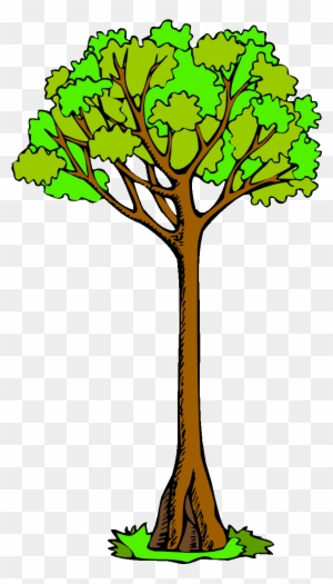 Pin Tree Clipart - Tall Tree Clip Art