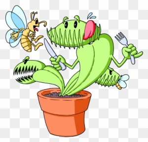 Carnivores Seeds And Plants For Sale - Venus Fly Traps Parts