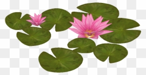 Water Lily 2 - Water Lily Plan View
