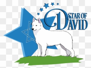 Star Of David Kennel, Star Of David Dogs, White Swiss - German Shepherd