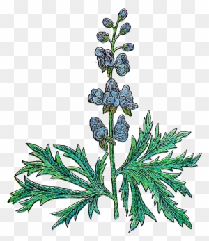 Parts Of A Plant Clip Art - Herb Illustration Png