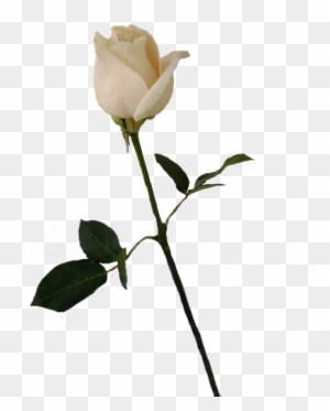 Single White Rose Png