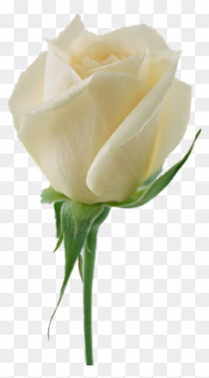 Luxury Stock Of White Rose Flowers Pictures White Roses - Roses Png