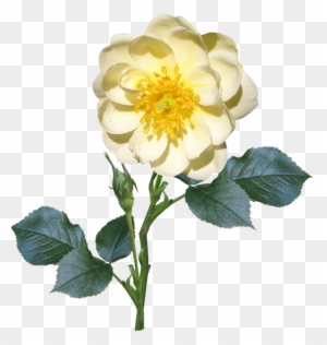 White Rose Png 14, - Single Flower With Stem Png