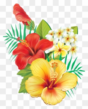 Pin Clipart Blumen Bordüren - Cafepress Tropical Hibiscus Tile Coaster
