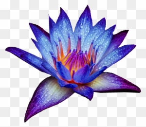 Blue Water Lily Png