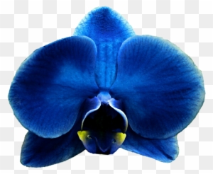 Blue Orchid Clipart - Moth Orchid