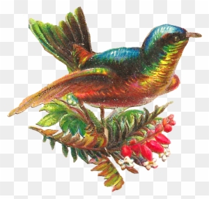 Free Digital Bird Clip Art - Vintager Bunter Vogel Getränkeuntersetzer