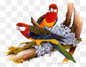 Animal - Birds On The Tree