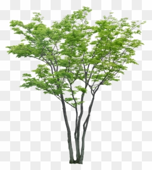 Tubos De Imagen - Arboles Png Sin Fondo