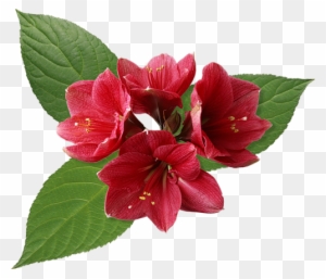 Güzel Romantik Kırmızı Çiçekler , Yeni Romantik Yapraklı - Happy Birthday - With Words Card