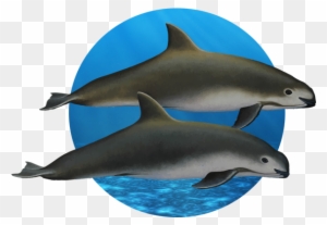 El Mismo Efecto Ha Producido Especies Endémicas Como - Common Bottlenose Dolphin