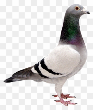 Download Pigeon Png Transparent Images Transparent - Pigeon With No  Background - Free Transparent PNG Clipart Images Download