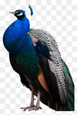 Download Peacock Png Transparent Images Transparent - Peacock Png - Free Transparent  PNG Clipart Images Download