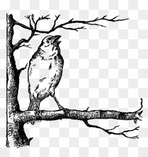 Bird Tree Image Digital Illustration - Bird On The Tree Clipart Black And White