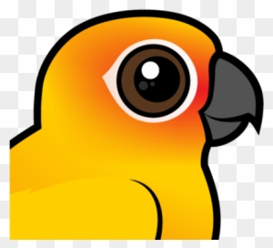 About The Sun Parakeet - Cartoon Sun Conure About The Sun Parakeet - Cartoon Sun Conure