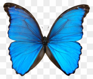 Blue Butterfly Pictures - Pre Order On Itunes