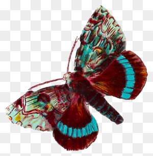 Digital Butterfly Moth Clip Art Downloads - Butterflies And Moths