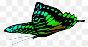 Free Butterflies Drawings, Green Butterfly Wings - Brush-footed Butterfly