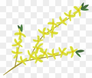 連翹 の花無料イラスト 春3 4月 Forsythia Free Transparent Png Clipart Images Download